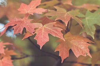 Close-up of Red and Orange Maple Leaves in Autumn