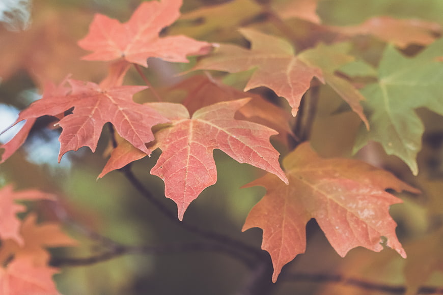 Close-up of Red and Orange Maple Leaves in Autumn