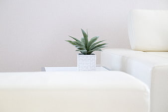 Minimalist White Interior with Green Plant on Side Table