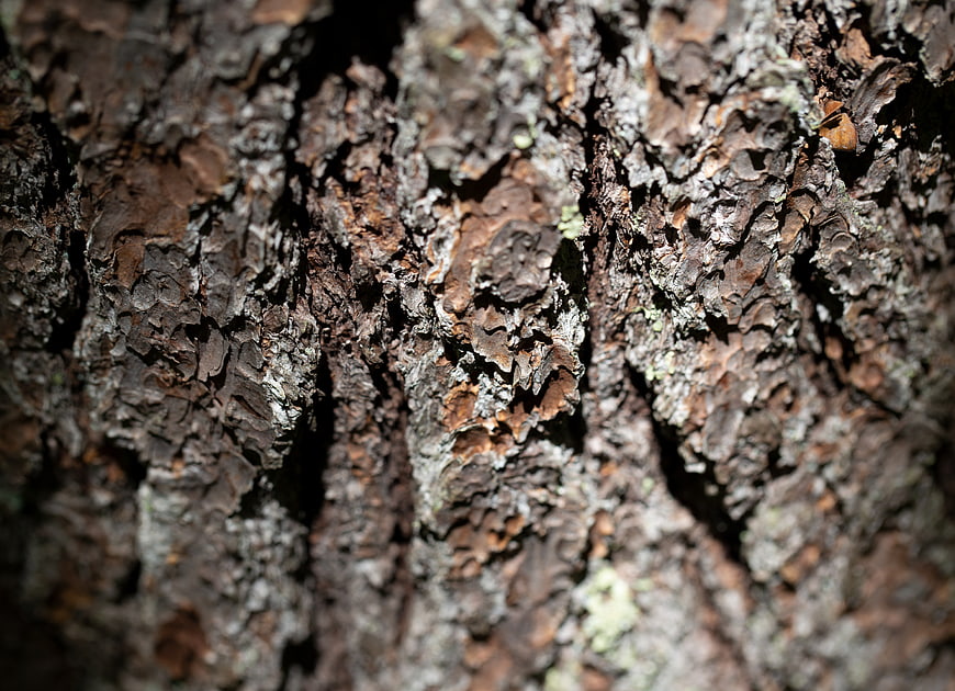 Close-up texture of rough tree bark with natural patterns