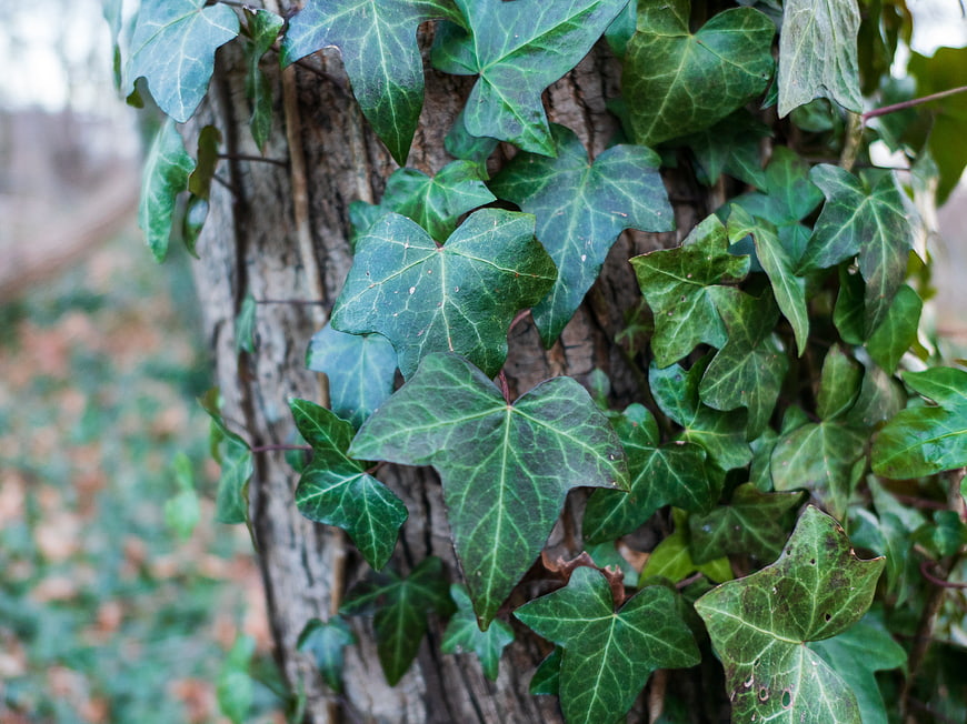 Green Ivy Leaves Climbing on Tree Bark Texture