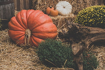 Autumn Harvest Display with Pumpkins and Hay Bales