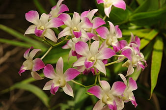 Close-up of pink and white Dendrobium orchid flowers