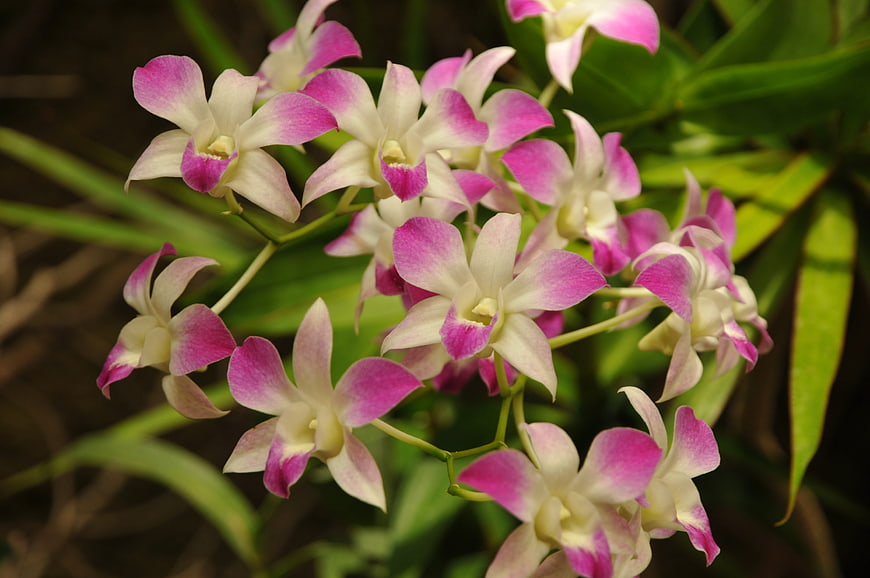 Close-up of pink and white Dendrobium orchid flowers