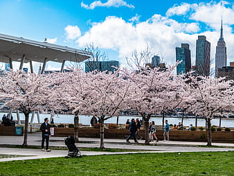 Cherry Blossoms in New York City Park with Skyline