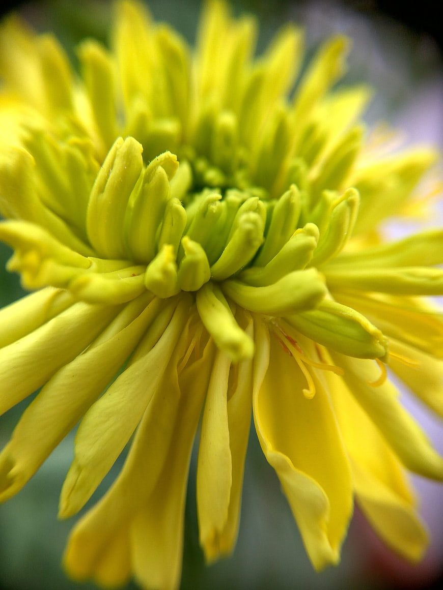 Close-up of a vibrant yellow chrysanthemum flower