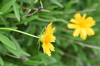 Close-up of Cricket on Yellow Coreopsis Flower