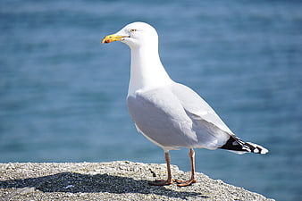 Seagull Standing on Rock by Blue Ocean