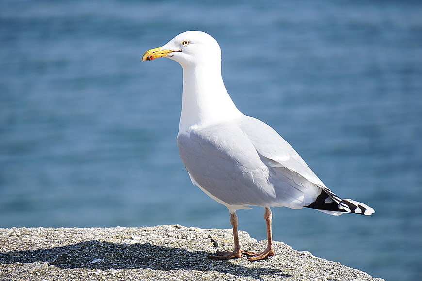 Seagull Standing on Rock by Blue Ocean