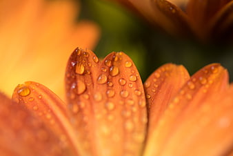 Close-up of orange flower petals with water droplets