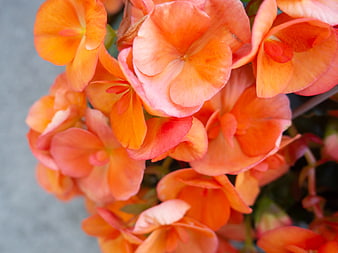 Close-up of vibrant orange and pink begonia flowers