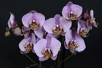 Purple speckled phalaenopsis orchids on black background