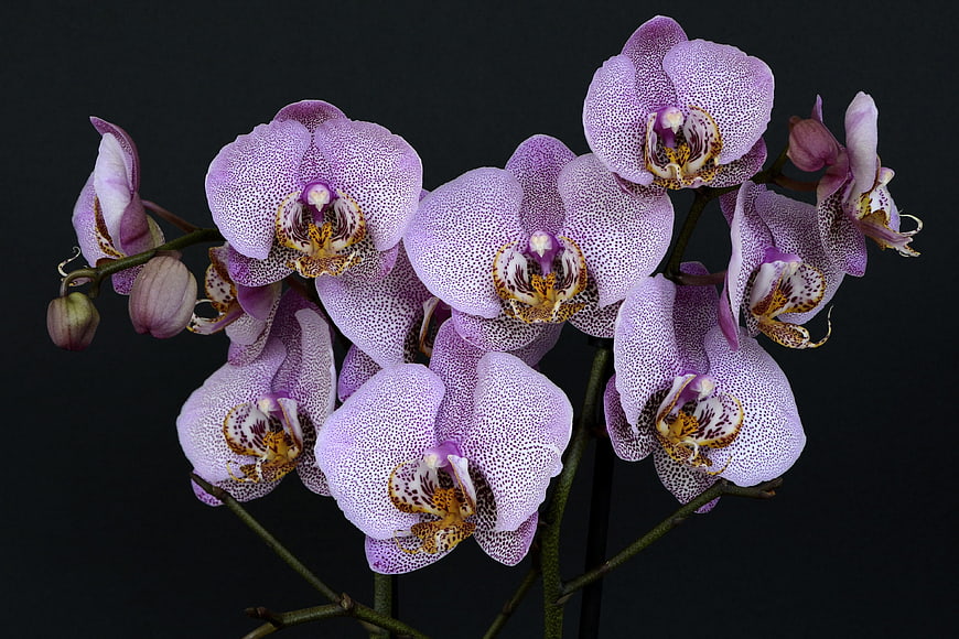 Purple speckled phalaenopsis orchids on black background