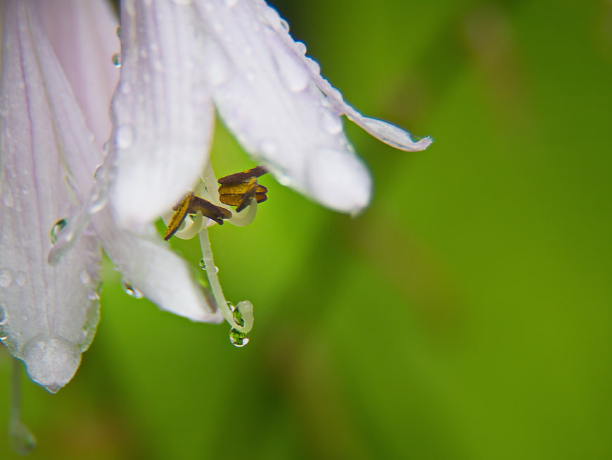 Close-up of white flower with raindrops on green background