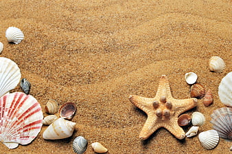 Seashells and Starfish on Sand Background