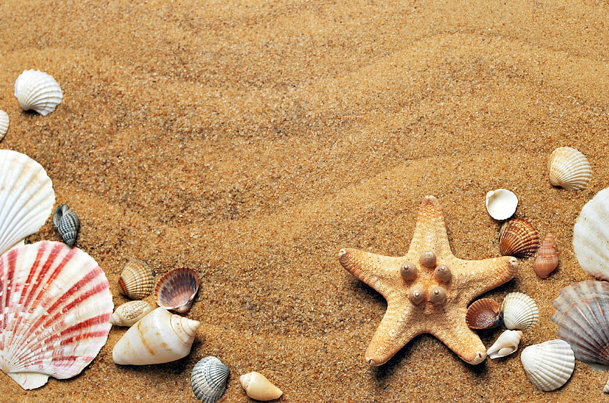 Seashells and Starfish on Sand Background