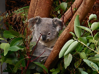 Cute Koala Bear Resting in Eucalyptus Tree