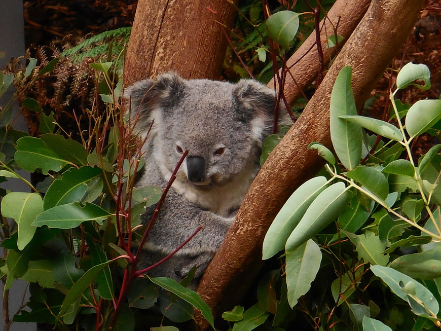 Cute Koala Bear Resting in Eucalyptus Tree