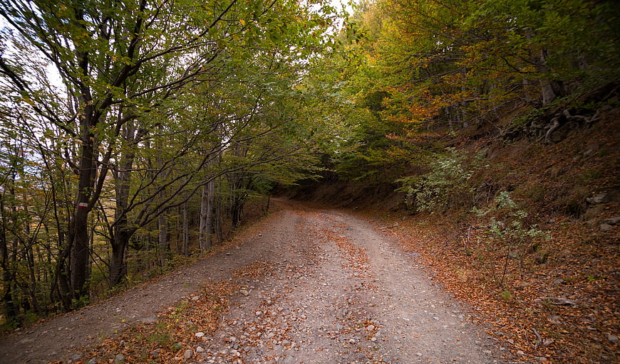 Winding gravel path through autumn forest with fallen leaves