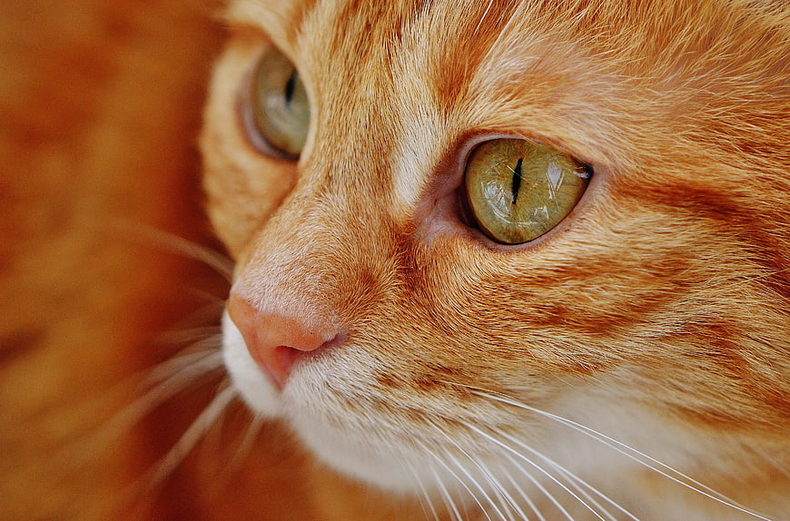 Close-up portrait of an orange tabby cat with green eyes