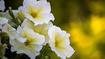 Close-up of White Petunias with Yellow Throats and Green Bokeh