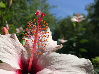 Close-up of Pink Hibiscus Flower with Detailed Stamen