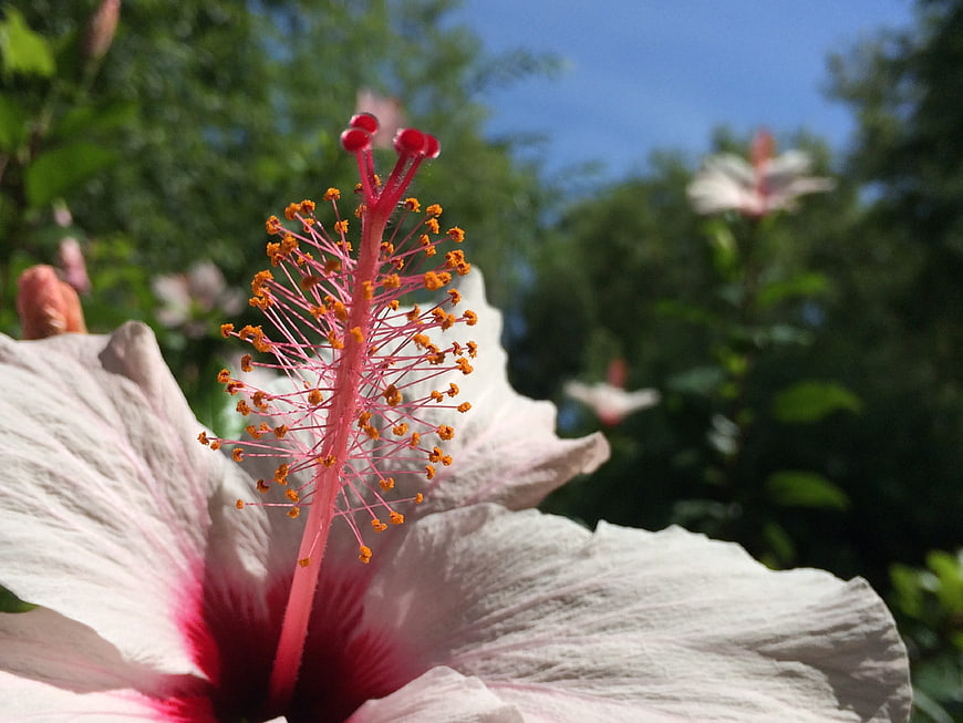 Close-up of Pink Hibiscus Flower with Detailed Stamen