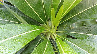 Close-up of green frangipani leaves with raindrops