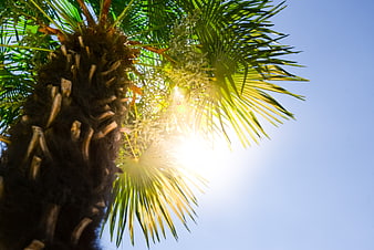 Sun Flare Through Palm Tree Leaves Against Blue Sky