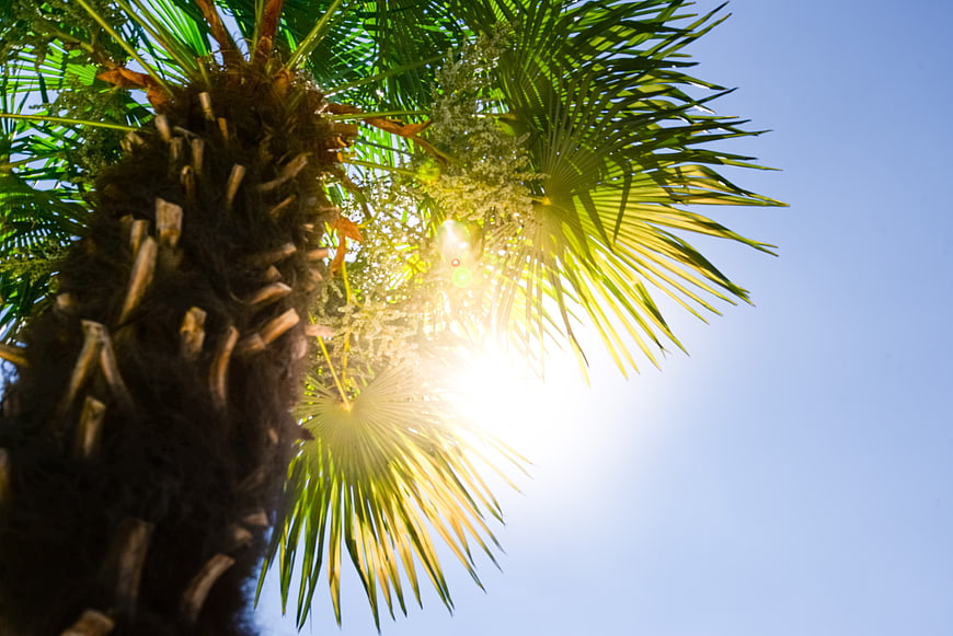 Sun Flare Through Palm Tree Leaves Against Blue Sky