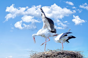 Two white storks in nest against blue sky