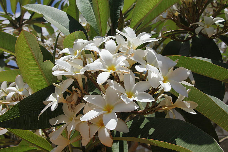 White Plumeria Flowers with Yellow Centers on Green Leaves