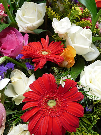 Vibrant Red Gerbera Daisies and White Roses Floral Arrangement