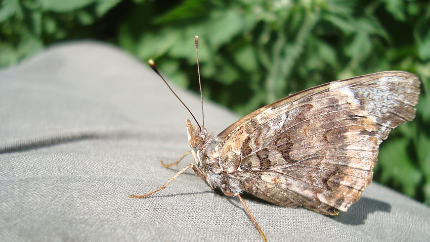 Close-up of a brown butterfly resting on gray fabric