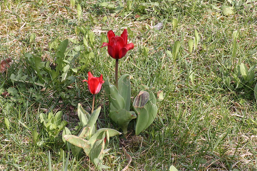 Red Tulips Blooming in Green Spring Meadow Grass