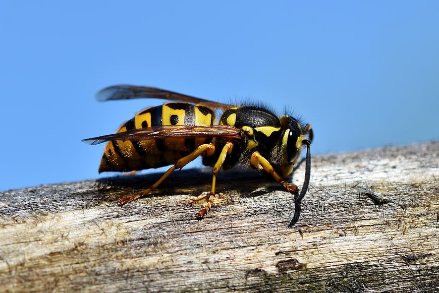 Close-up of a yellow and black wasp on weathered wood