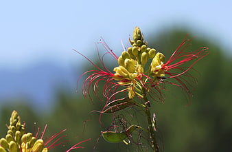 Close-up of Yellow and Red Cassia Fistula Flower