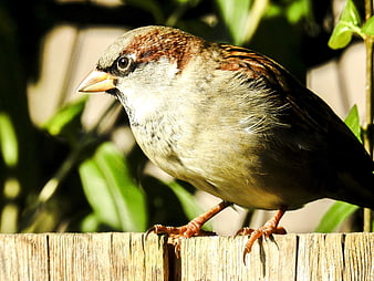 Close-up of a House Sparrow Perched on a Wooden Fence