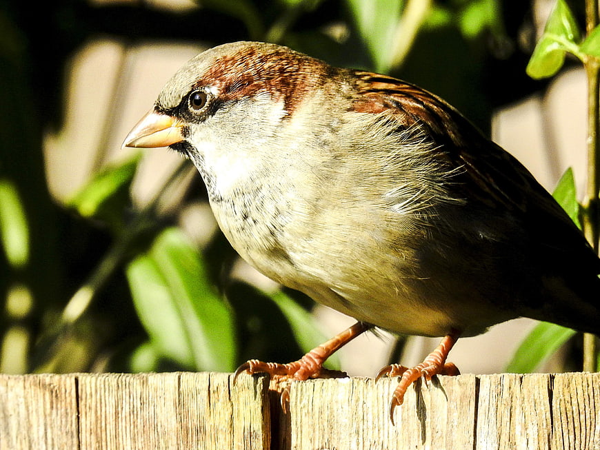 Close-up of a House Sparrow Perched on a Wooden Fence