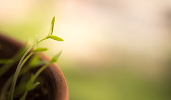 Close-up of green seedling sprout in terracotta pot with blurred background
