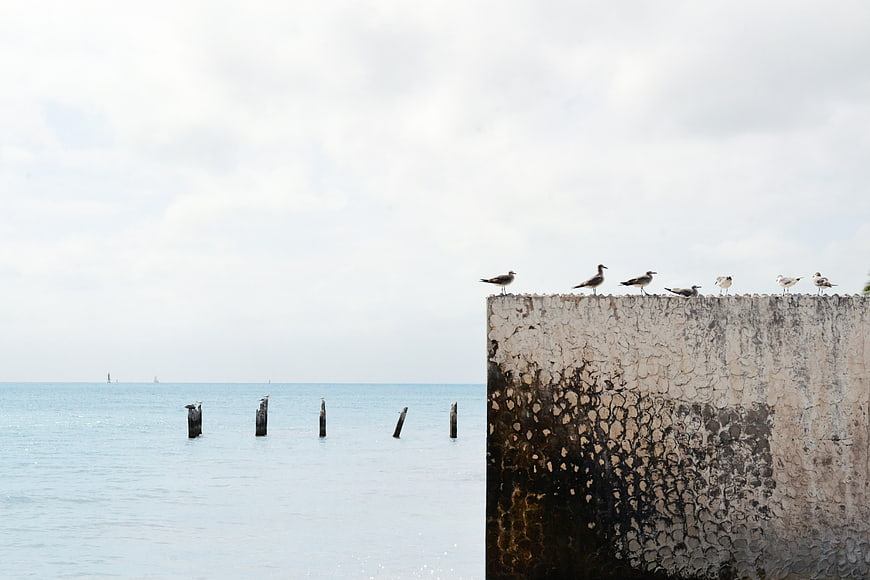 Seagulls perched on weathered concrete wall by ocean