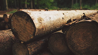 Stacked cut logs in a forest with blurred background