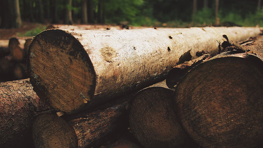 Stacked cut logs in a forest with blurred background