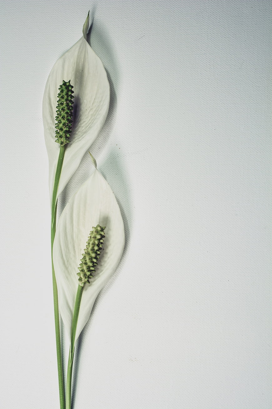 Minimalist Peace Lily Flowers on White Background