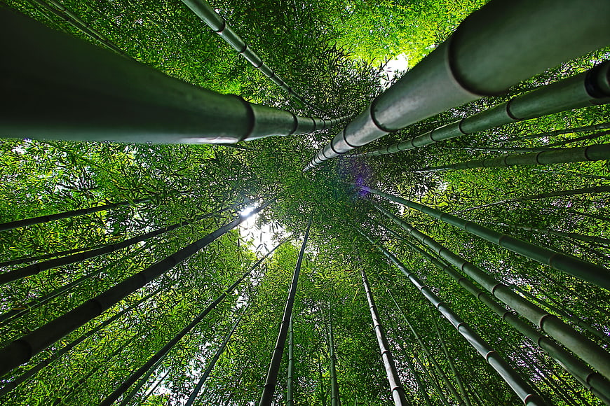 Low angle view looking up at tall green bamboo forest canopy