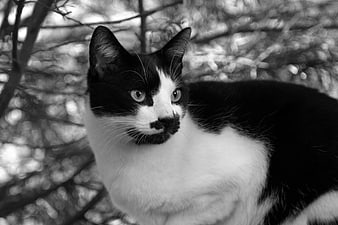 Black and white portrait of a bicolor cat in nature