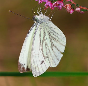 Close-up of White Butterfly on Pink Heather Flower