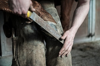 Farrier Filing Horse Hoof with Rasp Tool