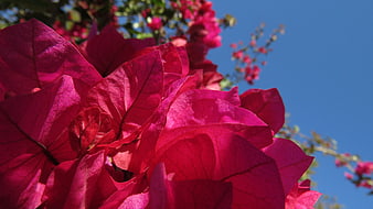 Vibrant Pink Bougainvillea Flowers Against Blue Sky