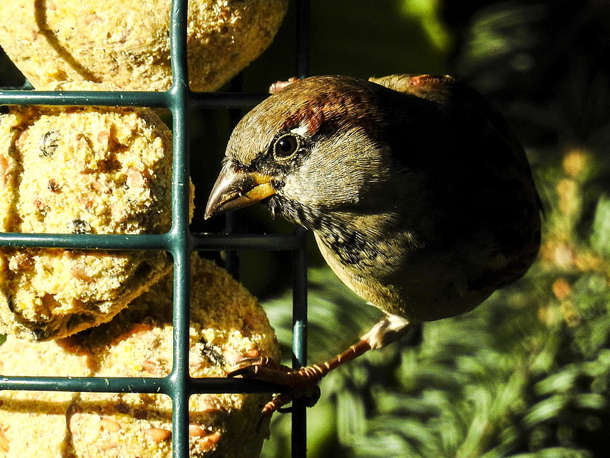 Close-up of a House Sparrow Eating Suet Cake